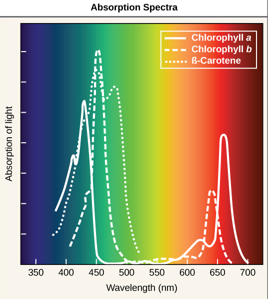 Image source: "The light-dependent reactions of photosynthesis: Figure 2(Opens in a new window)," by OpenStax College, Biology 