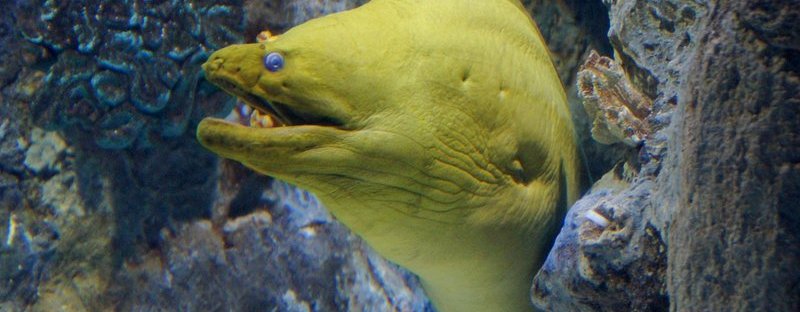 Green Moray Eel