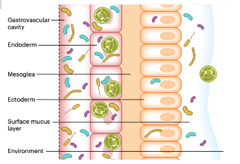 Fig.1: Coral anatomy and compartments are critical considerations when collecting samples. (Voolstra et al. 2024).