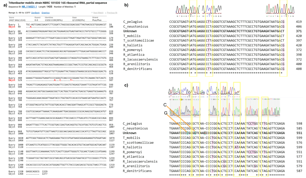 Figure 2: A) 99% match with Tritonibacter mobilis strain NBRC101030 (partial sequence) shows only four nucleotide mismatches, B) All points of disagreement (pink highlights inside yellow box) were cross checked in the electropherogram and any corrections made ultimately reinforced the initial match results, C) Points of disagreement with all the matches were also cross-checked to confirm these were clear and distinct on the electropherogram. There were five unique differences (blue highlight) in the 16S gene for the unknown isolate. 
